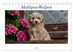Maltipoo Welpen (Tischkalender 2026 DIN A5 quer), CALVENDO Monatskalender