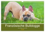 Französische Bulldogge - Kleine Helden auf vier Pfoten (Wandkalender 2026 DIN A3 quer), CALVENDO Monatskalender