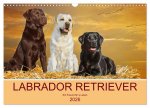 Labrador Retriever - Ein Freund für's Leben (Wandkalender 2026 DIN A3 quer), CALVENDO Monatskalender