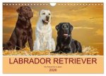 Labrador Retriever - Ein Freund für's Leben (Wandkalender 2026 DIN A4 quer), CALVENDO Monatskalender