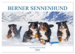 Berner Sennenhund - Ein Traum auf vier Pfoten (Wandkalender 2026 DIN A2 quer), CALVENDO Monatskalender