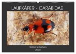 LAUFKÄFER - CARABIDAE (Wandkalender 2026 DIN A2 quer), CALVENDO Monatskalender
