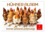 Hühner Alarm (Wandkalender 2026 DIN A2 quer), CALVENDO Monatskalender
