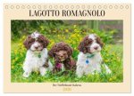 Lagotto Romagnolo - der Trüffelhund Italiens (Tischkalender 2026 DIN A5 quer), CALVENDO Monatskalender