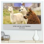 Unter Lamas und Alpakas (hochwertiger Premium Wandkalender 2026 DIN A2 quer), Kunstdruck in Hochglanz