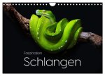 Faszination Schlangen (Wandkalender 2026 DIN A4 quer), CALVENDO Monatskalender