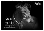 Galgo Español - der spanische Windhund 2026 (Wandkalender 2026 DIN A2 quer), CALVENDO Monatskalender