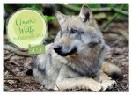Unsere Wölfe - Ein Wildtier kehrt zurück (Wandkalender 2026 DIN A2 quer), CALVENDO Monatskalender