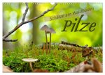 Pilze - Schätze am Waldboden (Wandkalender 2026 DIN A3 quer), CALVENDO Monatskalender