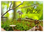 Pilze - Schätze am Waldboden (Wandkalender 2026 DIN A4 quer), CALVENDO Monatskalender
