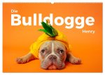 Die Bulldogge Henry (Wandkalender 2026 DIN A2 quer), CALVENDO Monatskalender