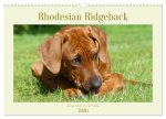Rhodesian Ridgeback - Jung, wild, zuckersüß (Wandkalender 2026 DIN A3 quer), CALVENDO Monatskalender