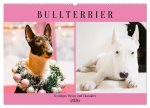 Bullterrier. Freudiges Wesen und Charakter (Wandkalender 2026 DIN A2 quer), CALVENDO Monatskalender
