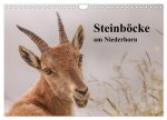 Steinböcke am Niederhorn (Wandkalender 2026 DIN A4 quer), CALVENDO Monatskalender