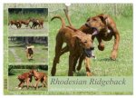 Rhodesian Ridgeback - Halbstarke außer Rand und Band (Wandkalender 2026 DIN A3 quer), CALVENDO Monatskalender