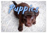 Puppies - Die niedlichsten Vierbeiner der Welt. (Wandkalender 2026 DIN A4 quer), CALVENDO Monatskalender