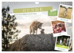 Hunde, unsere treuen Begleiter durch's Leben. (Wandkalender 2026 DIN A4 quer), CALVENDO Monatskalender