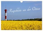 Rapsblüte an der Ostsee (Wandkalender 2026 DIN A4 quer), CALVENDO Monatskalender