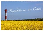 Rapsblüte an der Ostsee (Wandkalender 2026 DIN A2 quer), CALVENDO Monatskalender
