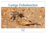 Lustige Erdmännchen (Wandkalender 2026 DIN A3 quer), CALVENDO Monatskalender