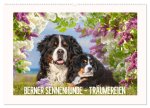 Berner Sennenhunde - Träumereien (Wandkalender 2026 DIN A2 quer), CALVENDO Monatskalender