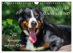 Appenzeller Sennenhund - Ein Schweizer auf 4 Pfoten (Wandkalender 2026 DIN A4 quer), CALVENDO Monatskalender