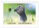 Lustige Zieselbabys (Tischkalender 2026 DIN A5 quer), CALVENDO Monatskalender