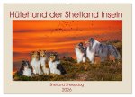 Hütehund der Shetland Inseln - Shetland Sheepdog (Wandkalender 2026 DIN A2 quer), CALVENDO Monatskalender