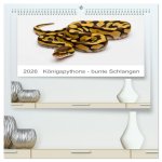 Königspythons - bunte Schlangen (hochwertiger Premium Wandkalender 2026 DIN A2 quer), Kunstdruck in Hochglanz
