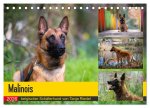 Malinois - belgischer Schäferhund (Tischkalender 2026 DIN A5 quer), CALVENDO Monatskalender