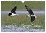 Limikolen - Watvögel Europas (Wandkalender 2026 DIN A4 quer), CALVENDO Monatskalender