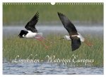Limikolen - Watvögel Europas (Wandkalender 2026 DIN A3 quer), CALVENDO Monatskalender