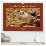 Niedliche Rennmäuse (hochwertiger Premium Wandkalender 2026 DIN A2 quer), Kunstdruck in Hochglanz