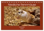 Niedliche Rennmäuse (Tischkalender 2026 DIN A5 quer), CALVENDO Monatskalender