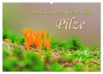 Die bunte Welt der Pilze (Wandkalender 2026 DIN A2 quer), CALVENDO Monatskalender