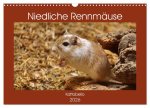 Niedliche Rennmäuse (Wandkalender 2026 DIN A3 quer), CALVENDO Monatskalender