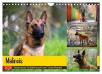 Malinois - belgischer Schäferhund (Wandkalender 2026 DIN A4 quer), CALVENDO Monatskalender