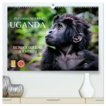 UGANDA - Berggorillas & Chimps (hochwertiger Premium Wandkalender 2026 DIN A2 quer), Kunstdruck in Hochglanz
