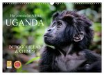 UGANDA - Berggorillas & Chimps (Wandkalender 2026 DIN A3 quer), CALVENDO Monatskalender