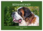 Bernhardiner - Gigant auf vier Pfoten (Wandkalender 2026 DIN A3 quer), CALVENDO Monatskalender