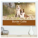 Border Collie - Bunt und clever! (hochwertiger Premium Wandkalender 2026 DIN A2 quer), Kunstdruck in Hochglanz