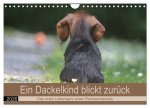 Ein Dackelkind blickt zurück (Wandkalender 2026 DIN A4 quer), CALVENDO Monatskalender