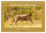 Galloway Kälbchen - Liebenswert und lockig (Tischkalender 2026 DIN A5 quer), CALVENDO Monatskalender