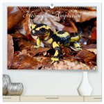 Heimische Amphibien (hochwertiger Premium Wandkalender 2026 DIN A2 quer), Kunstdruck in Hochglanz