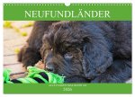 Neufundländer - Alle fangen mal klein an (Wandkalender 2026 DIN A3 quer), CALVENDO Monatskalender