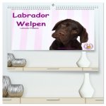 Labrador Welpen - Labrador Puppies (hochwertiger Premium Wandkalender 2026 DIN A2 quer), Kunstdruck in Hochglanz