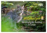 Wildkatzen - die anmutigsten Raubiere in Europa. (Wandkalender 2026 DIN A2 quer), CALVENDO Monatskalender