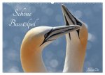 Schöne Basstölpel (Wandkalender 2026 DIN A2 quer), CALVENDO Monatskalender