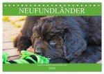 Neufundländer - Alle fangen mal klein an (Tischkalender 2026 DIN A5 quer), CALVENDO Monatskalender