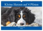 Kleine Herzen auf 4 Pfoten - Berner Sennenhunde (Wandkalender 2026 DIN A3 quer), CALVENDO Monatskalender